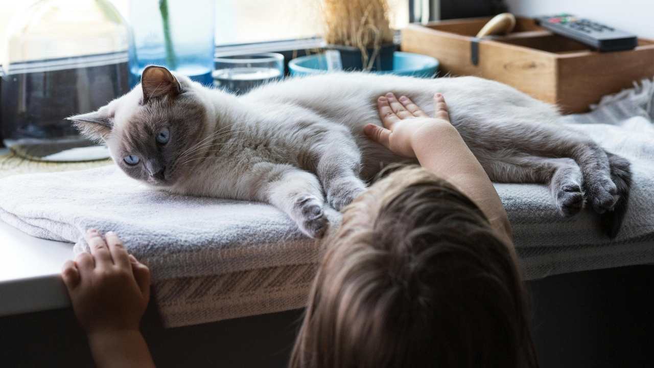 Ev İçinde yaşayan kedi