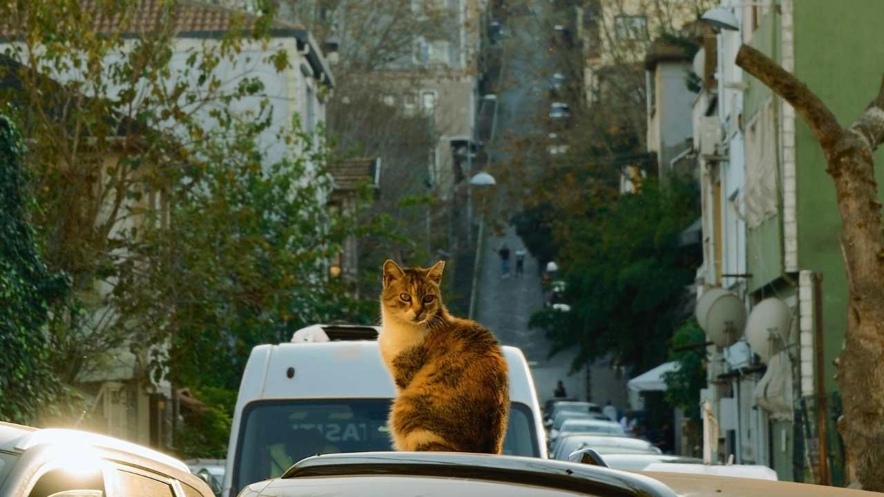 araba üzerinde sokak kedisi