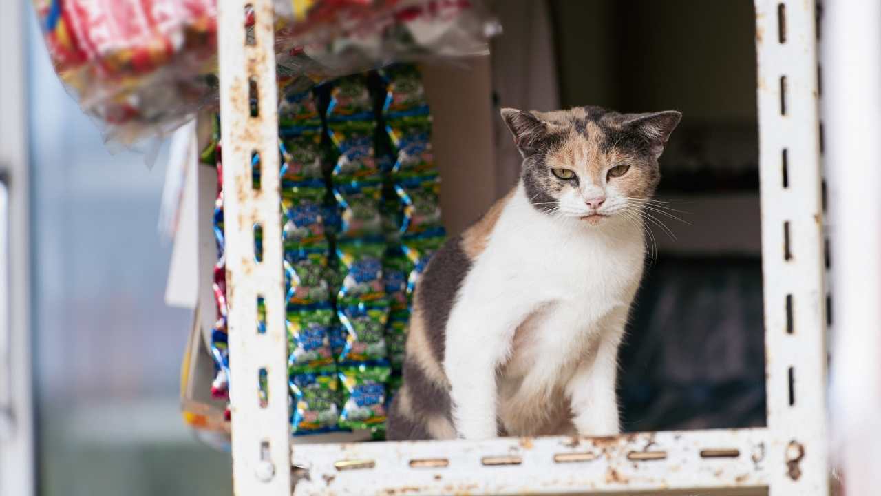 bakkalda yaşayan kedi