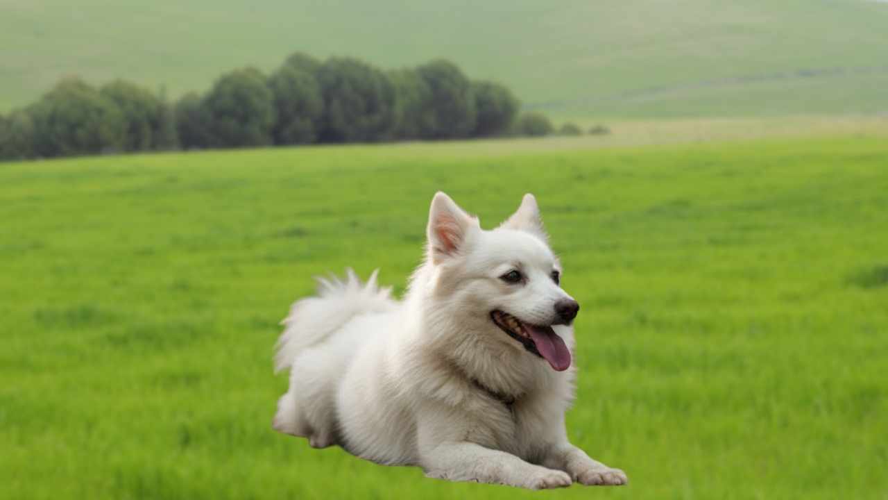Tonya Finosu yatıyor