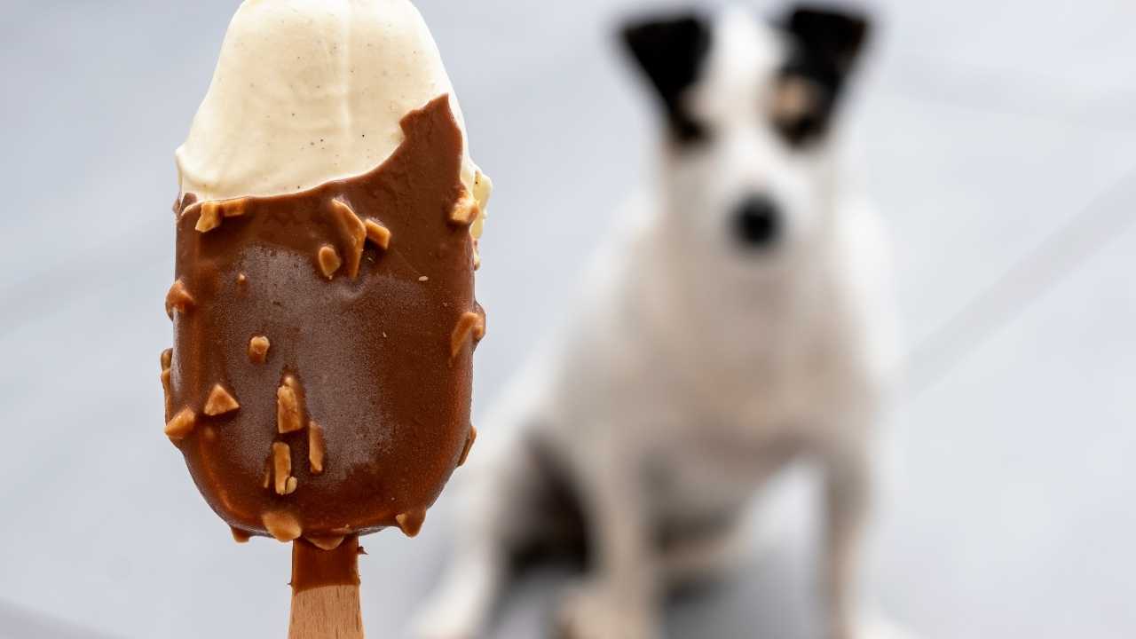 dondurmaya bakan köpek