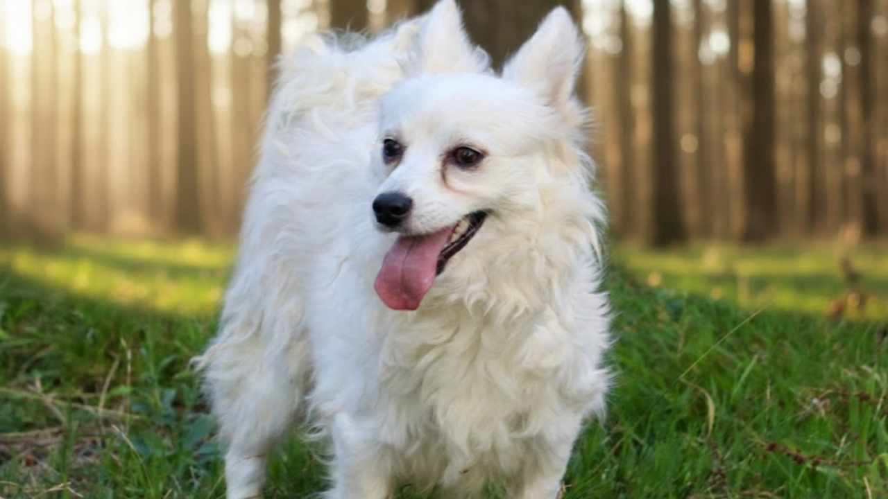 Tonya Finosu dili dışarıda