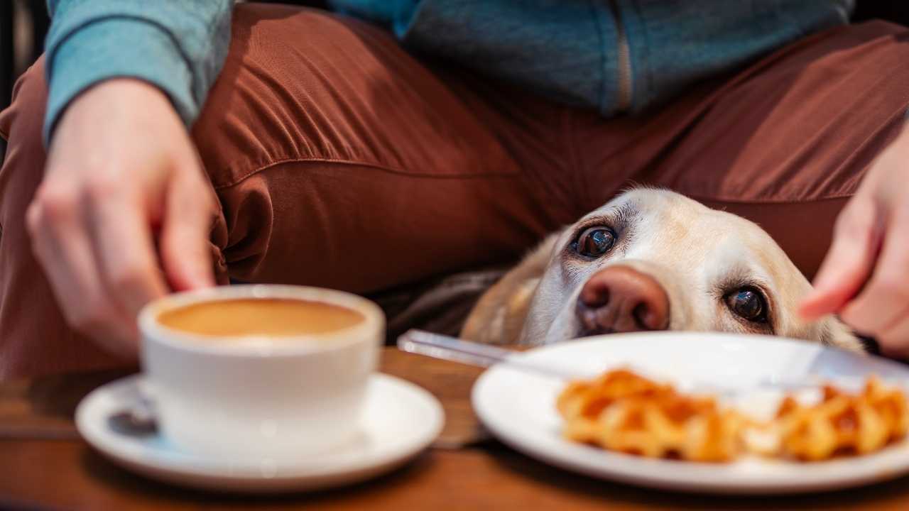 köpek kahve fincanına bakıyor