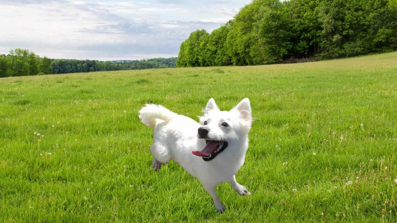 Tonya Finosu çimenlerde