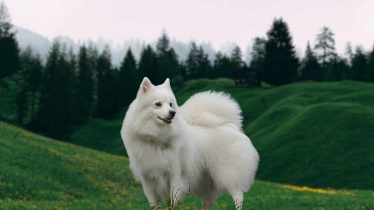 Tonya Finosu yan profil