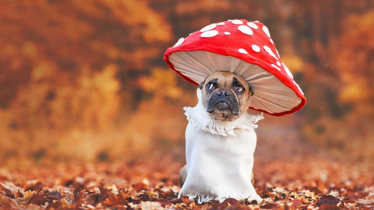 mantar kostümlü köpek