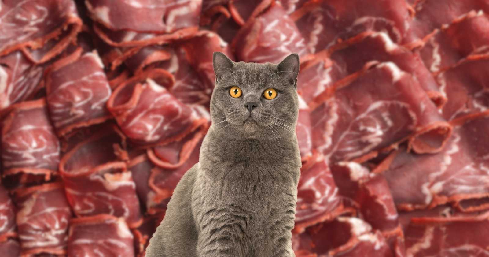 Temizmama - Kediler Pastırma Yer mi?