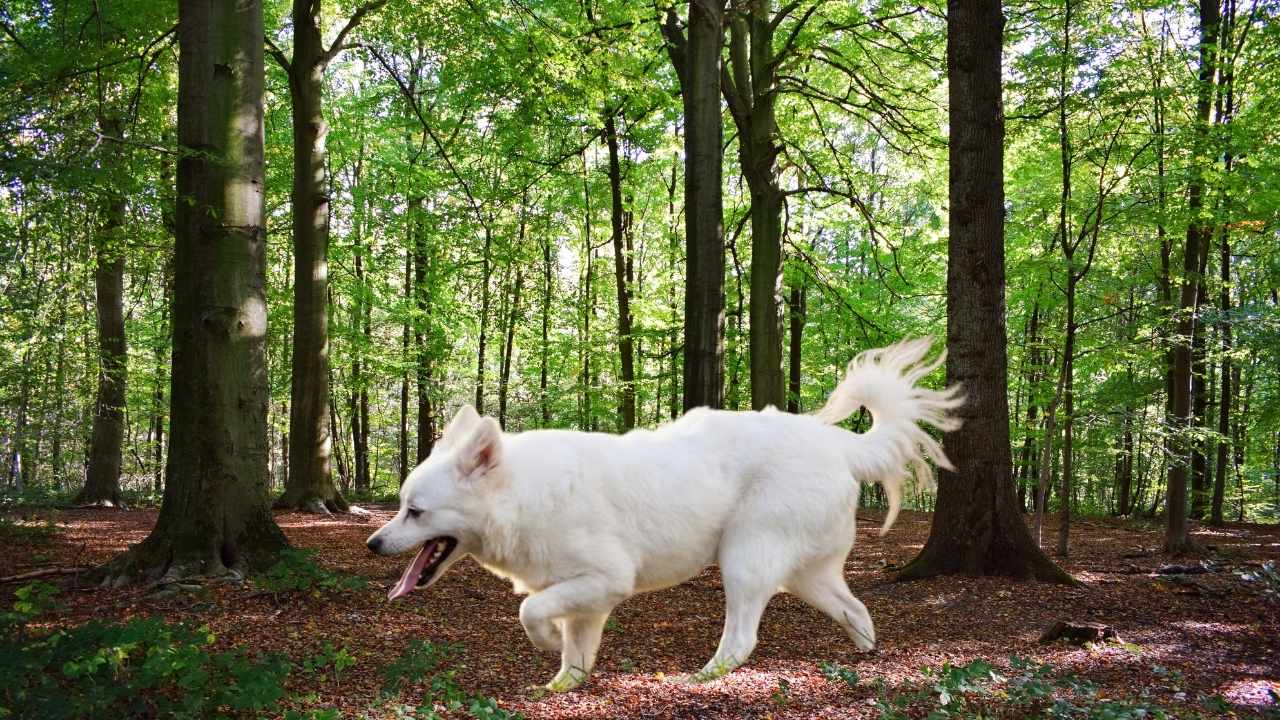 Tonya Finosu yürüyor