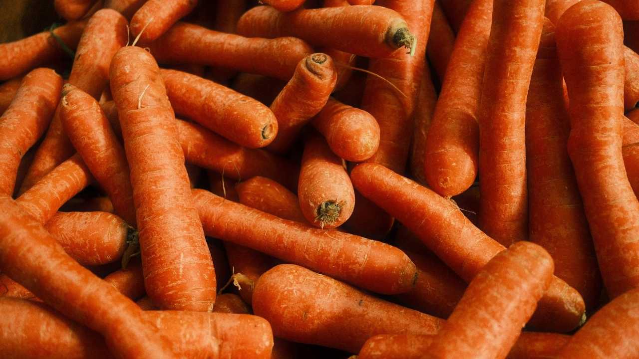 kedilerin yiyebileceği sebzeler arasında yer alan havuç
