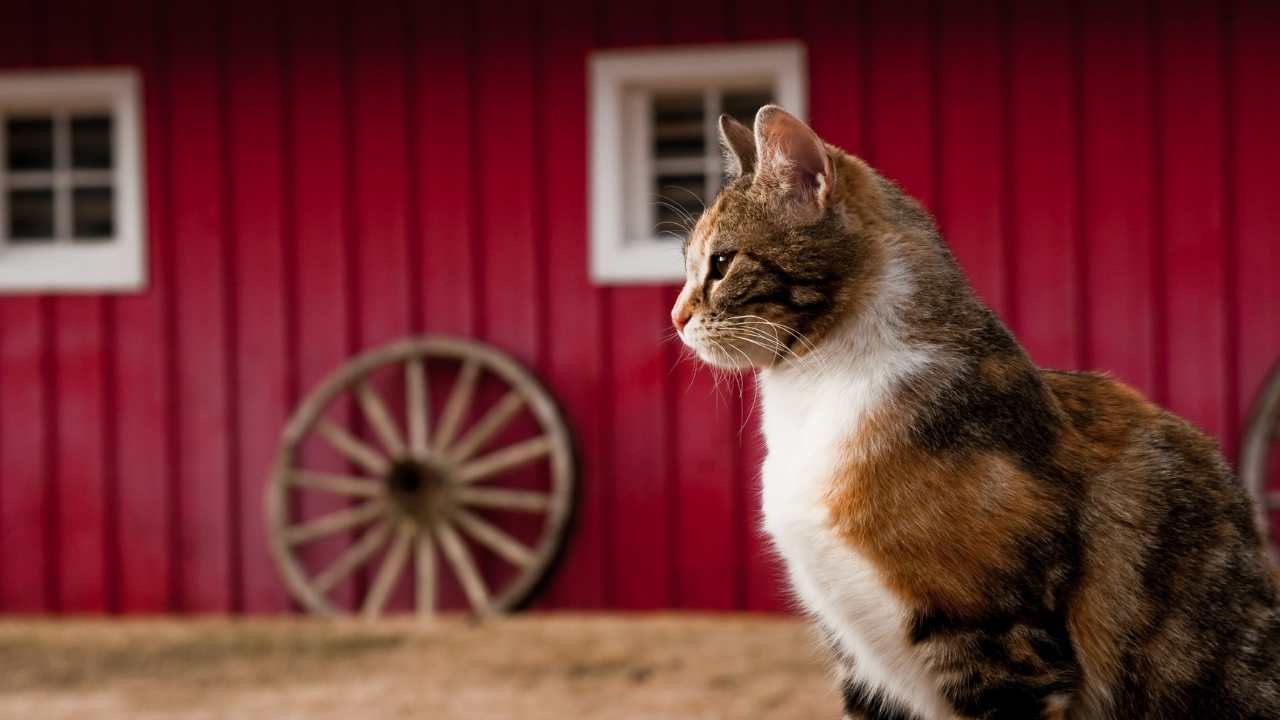 çiftlikte yaşayan kedi